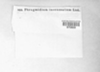 Phragmidium rubi-geoidis image